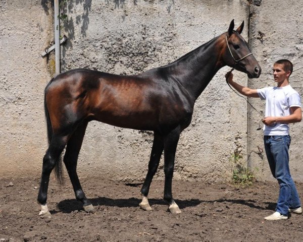 horse Kahraman (Akhal-Teke, 2010, from Karahan)