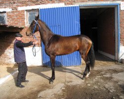 horse Kumush (Akhal-Teke, 2013, from Mamai)