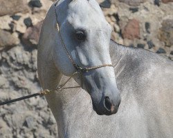 horse Plastik (Akhal-Teke, 2010, from Melebaidak)