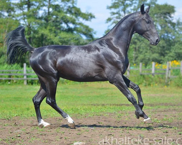 horse Pokoritel (Akhal-Teke, 2010, from Murgab)