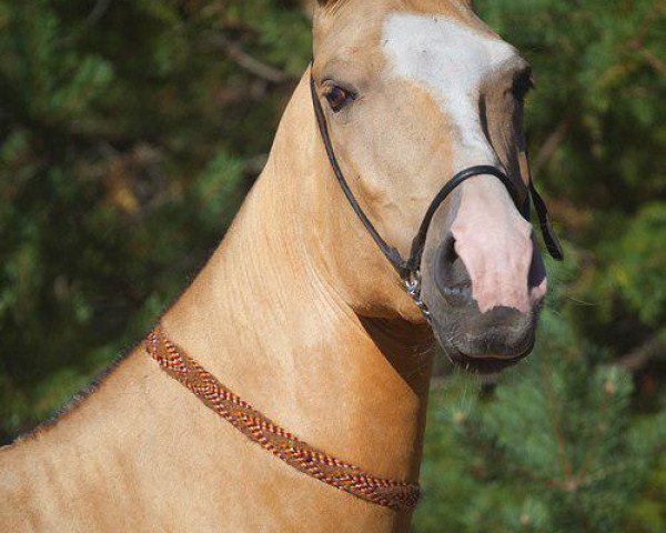 horse Galmira (Akhal-Teke, 2009, from Gagur)