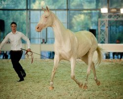 horse Rukhama (Akhal-Teke, 2010, from Saivan)