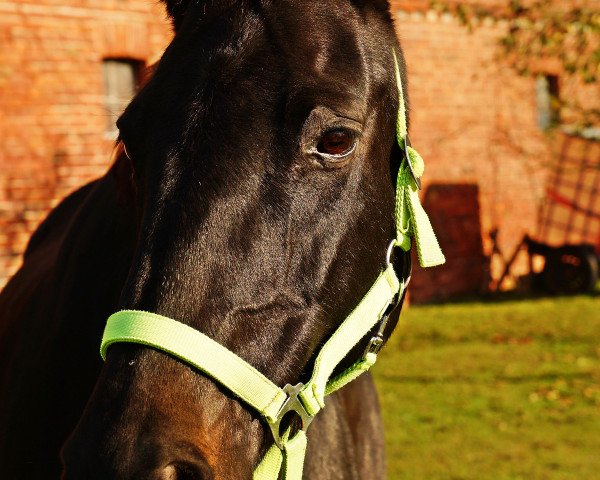 broodmare Laurenza D (Hanoverian, 1995, from Lauries Crusador xx)