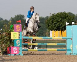 jumper Velvet Grey (Hanoverian, 2013, from Viscount 22)