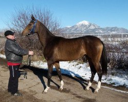 horse Patshagul (Akhal-Teke, 2013, from Piastr)