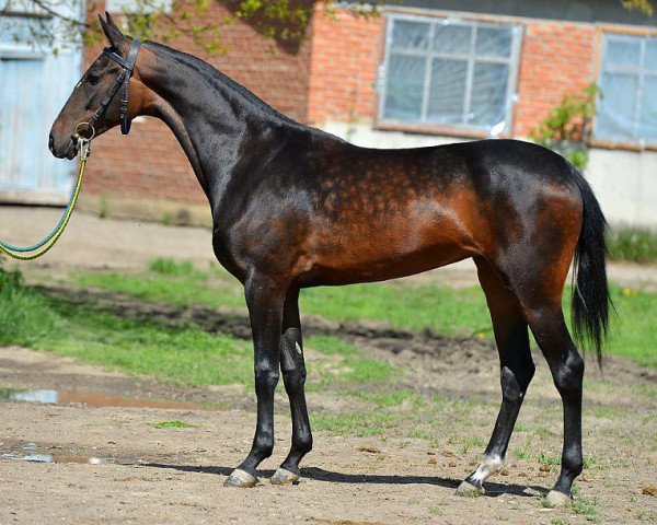 horse Melissa (Akhal-Teke, 2012, from Murgab)