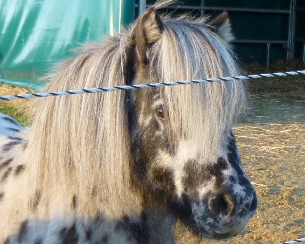 stallion Pietje van de Witweg (Nederlands Appaloosa Pony, 2000, from Hilton of Roinja)