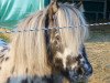 Deckhengst Pietje van de Witweg (Nederlands Appaloosa Pony, 2000, von Hilton of Roinja)