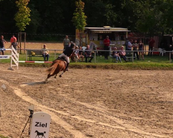 Reitturnier Lgl.-Oberhain, B95 2020