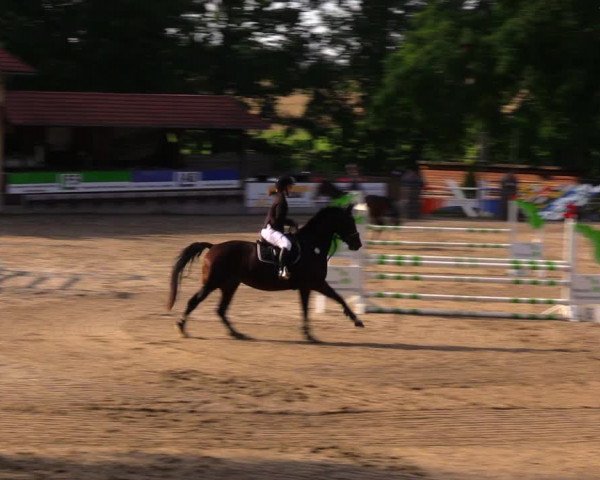 Reitturnier Lgl.-Oberhain, B95 2020