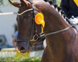 stallion Smirnoff (Hanoverian, 2010, from Sir Donnerhall I)