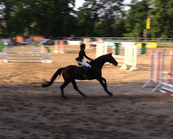 Reitturnier Lgl.-Oberhain, B95 2020