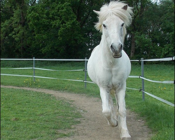 Zuchtstute Fenja frá Rödli (Islandpferd, 1989, von Svanur frá Röðli)