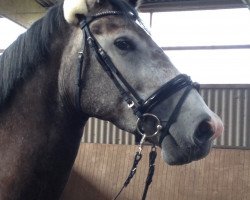 jumper Clever And Sweet Bella (Holsteiner, 2010, from Carlos DZ)