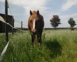 Pferd Twinkle Bells (Quarter Horse, 1998)