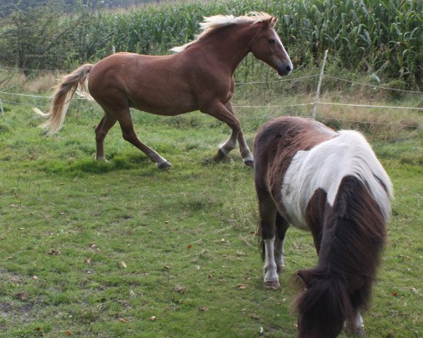 broodmare Meike (Haflinger,  )