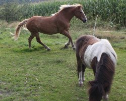 broodmare Meike (Haflinger,  )