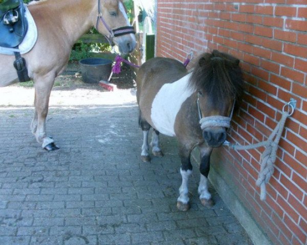 Pferd Max (Shetland Pony, 1996)