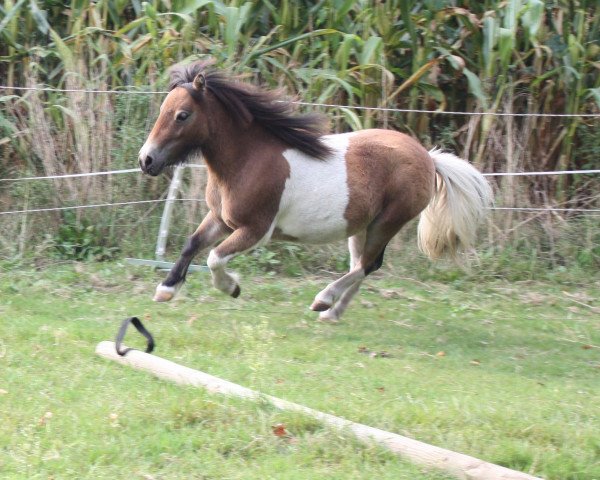 Zuchtstute Nola vom Nordpol (Shetland Pony (unter 87 cm), 2012, von Cuba Libre vom Ellernbrook)