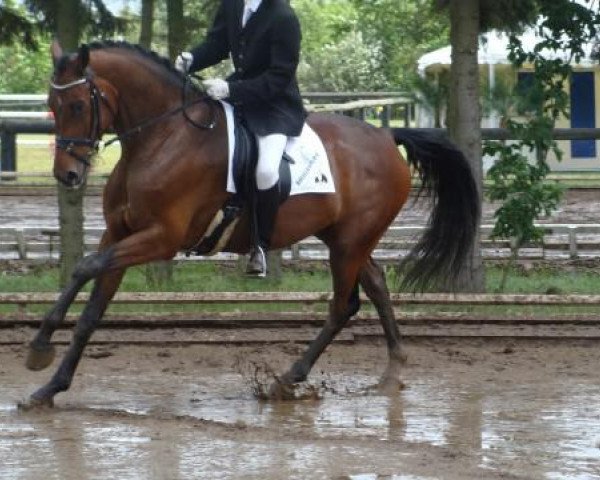 dressage horse Santino (Hanoverian, 2006, from Stedinger)