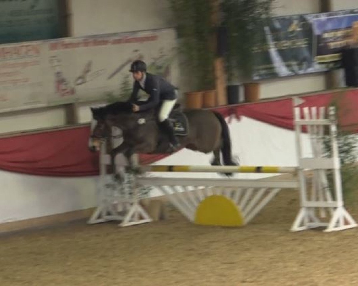 jumper Makuba 21 (German Riding Pony, 2009, from Machno Carwyn)