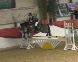 jumper Makuba 21 (German Riding Pony, 2009, from Machno Carwyn)