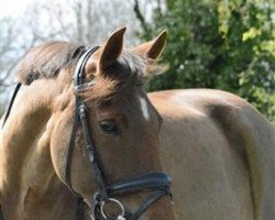 dressage horse Britney Z (New Forest Pony, 2004, from Lamento III)