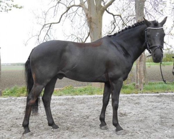 Pferd Arendsnest's Bokito (New-Forest-Pony, 2007, von Orlando)