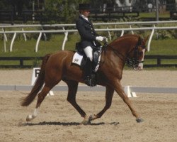 stallion Forrest Flame (New Forest Pony, 1999, from Carlo)