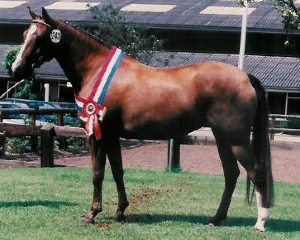broodmare Anja (New Forest Pony, 1989, from Merrie Moscan)