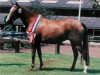 broodmare Anja (New Forest Pony, 1989, from Merrie Moscan)