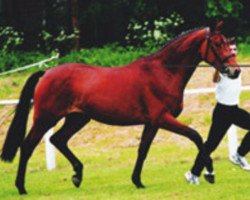 broodmare Halbton v.d.Heide (Trakehner, 1999, from Schwadroneur)