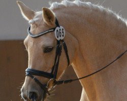 dressage horse Valentina 39 (German Riding Pony, 2001, from Clinton)