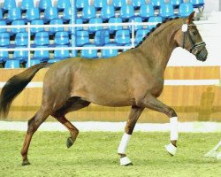 stallion Scotland Yard (Oldenburg, 2010, from Sir Donnerhall I)