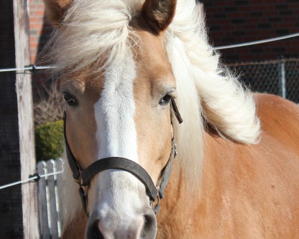 Pferd Sir Tequila Sunrise (Haflinger, 2008, von Steinkönig)