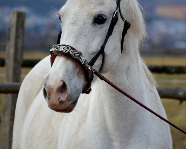 Zuchtstute Emperatriz XXI (Pura Raza Espanola (PRE), 1997, von Islero VI)