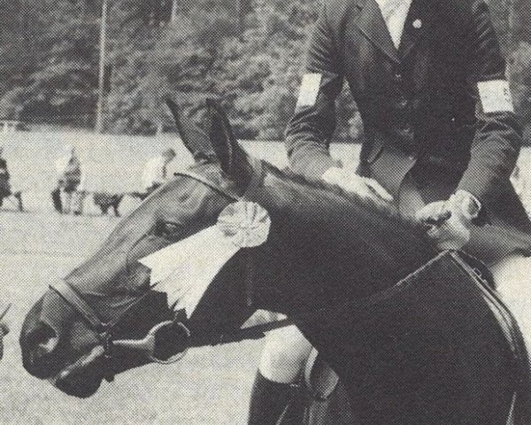 Zuchtstute Silverlea Cassandra (New-Forest-Pony, 1973, von Silverlea Prince Charming)