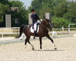 horse Salon (Czech Warmblood, 2004, from Silvio II)