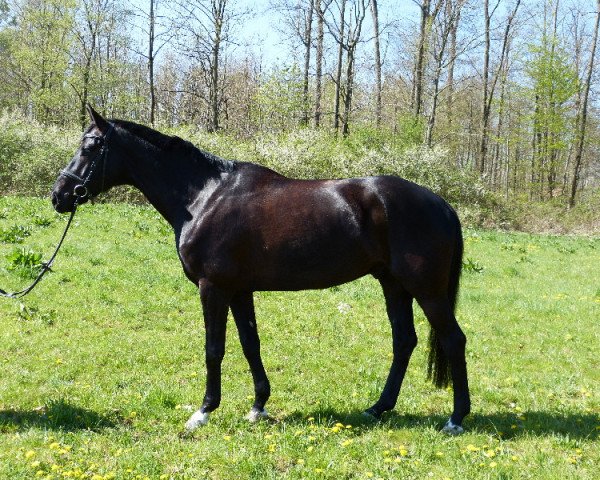 dressage horse Duffi (Hanoverian, 2010, from Dauphin)