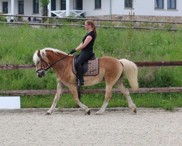 Pferd Winnetou (Haflinger, 1997, von Windspiel)