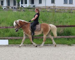 Springpferd Winnetou (Haflinger, 1997, von Windspiel)