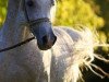 stallion Shazamah ox (Arabian thoroughbred, 1978, from Shah Gold ox)