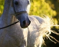 stallion Shazamah ox (Arabian thoroughbred, 1978, from Shah Gold ox)