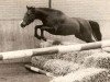 Zuchtstute Winsome's Patricia (New-Forest-Pony, 1974, von Oosterbroek Arthur)
