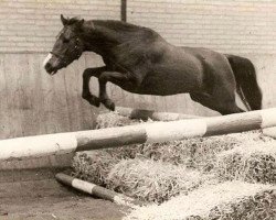 broodmare Winsome's Patricia (New Forest Pony, 1974, from Oosterbroek Arthur)