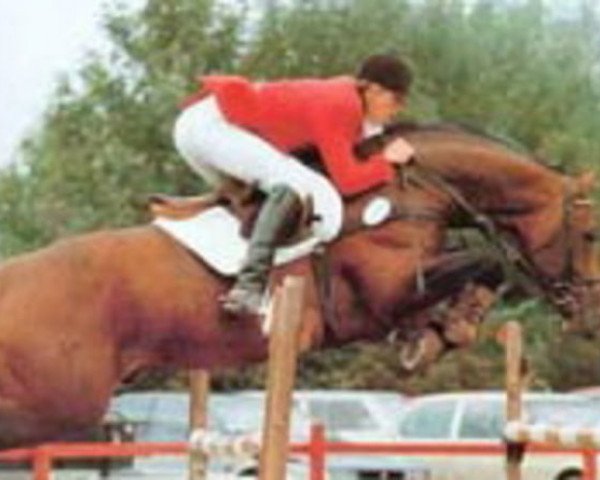stallion Feo de Lauzelle (Hanoverian, 1980, from Wendekreis)