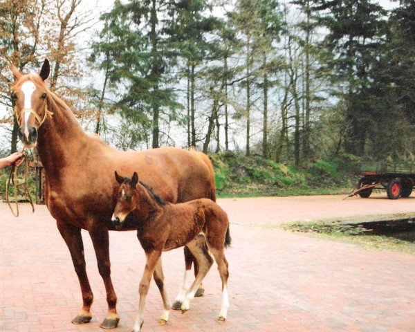 broodmare Gabamba (Hanoverian, 1992, from Gambler's Cup xx)