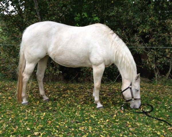 broodmare GM Kings Miss Sandy (Quarter Horse, 2003, from Kings Topaz Wolf)