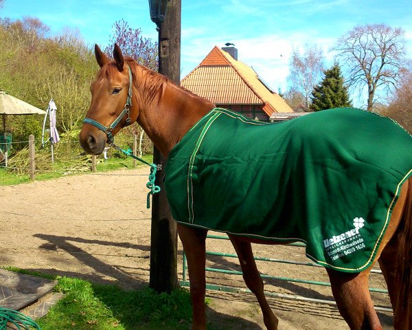 jumper Vina (Hanoverian, 2010, from Vesuv 35)