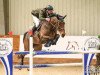 horse La Corrada 5 (Oldenburg show jumper, 2007, from Lucordo)